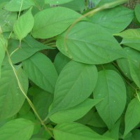 Paederia foetida L.